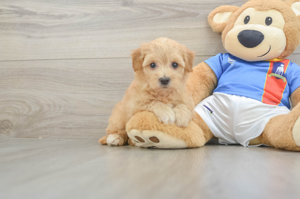 5 week old Havapoo Puppy For Sale - Puppy Love PR