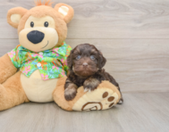 7 week old Havapoo Puppy For Sale - Puppy Love PR