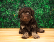 10 week old Havapoo Puppy For Sale - Puppy Love PR
