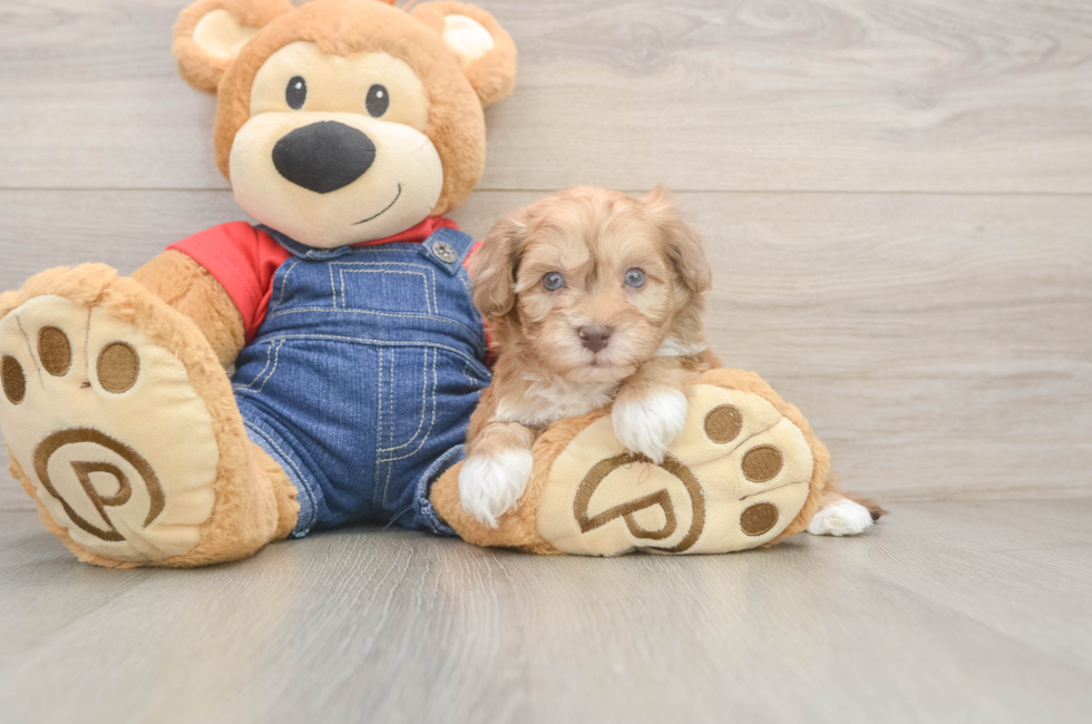 7 week old Havapoo Puppy For Sale - Puppy Love PR