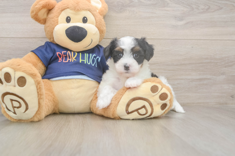 5 week old Havapoo Puppy For Sale - Puppy Love PR