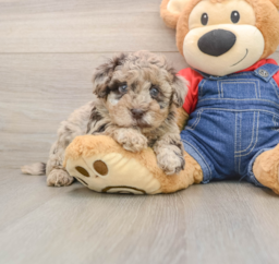 9 week old Havapoo Puppy For Sale - Puppy Love PR