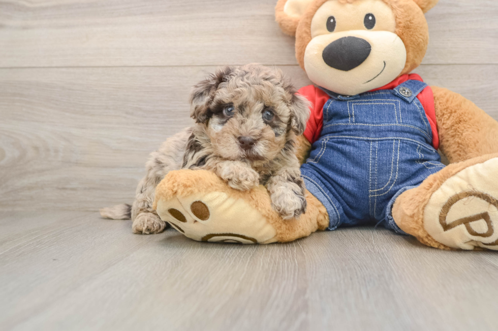Little Havadoodle Poodle Mix Puppy