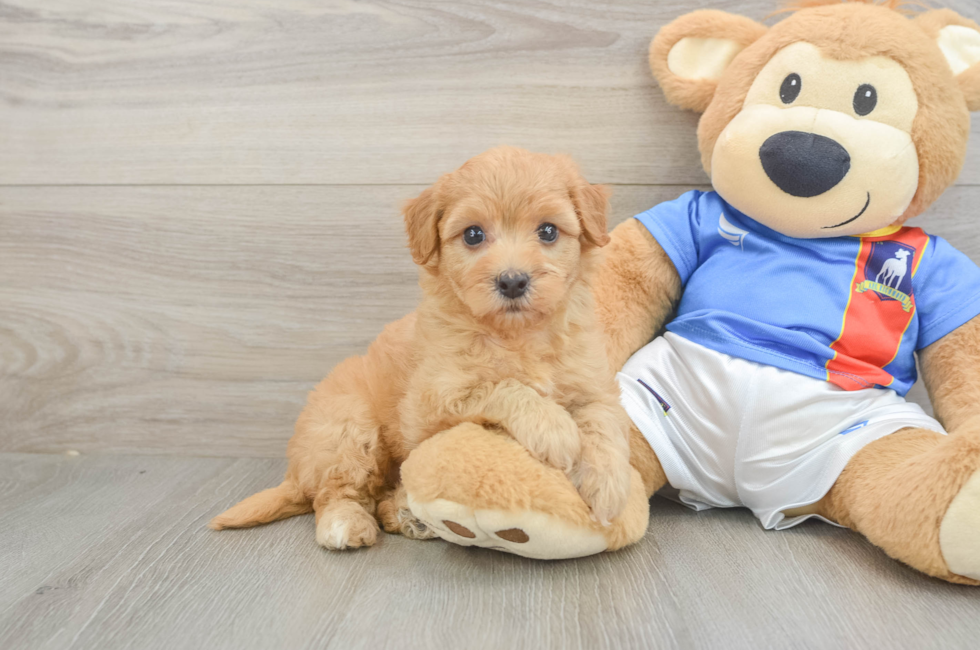 5 week old Havapoo Puppy For Sale - Puppy Love PR