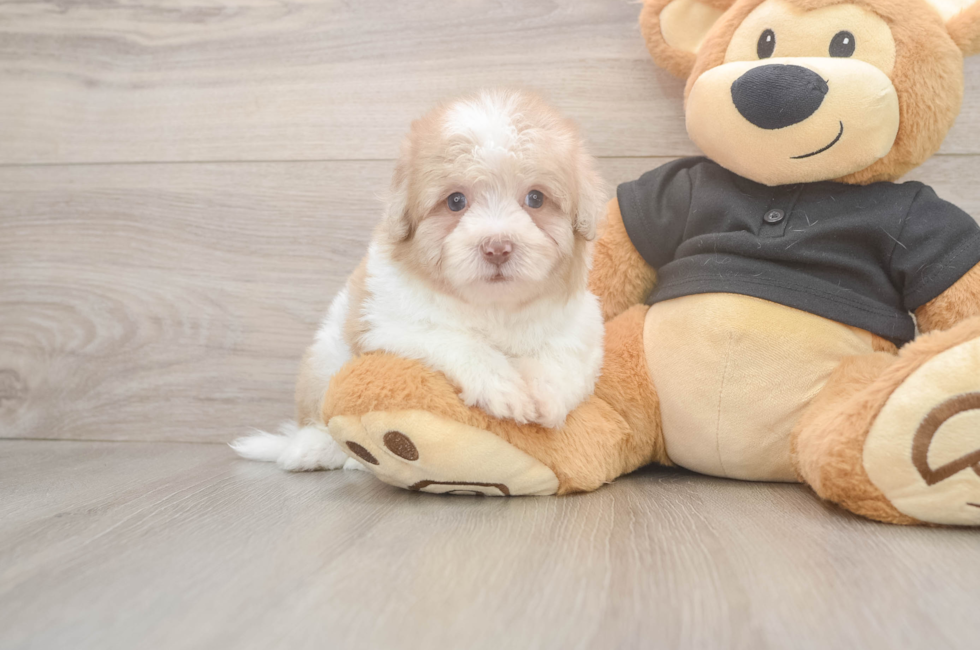 5 week old Havapoo Puppy For Sale - Puppy Love PR