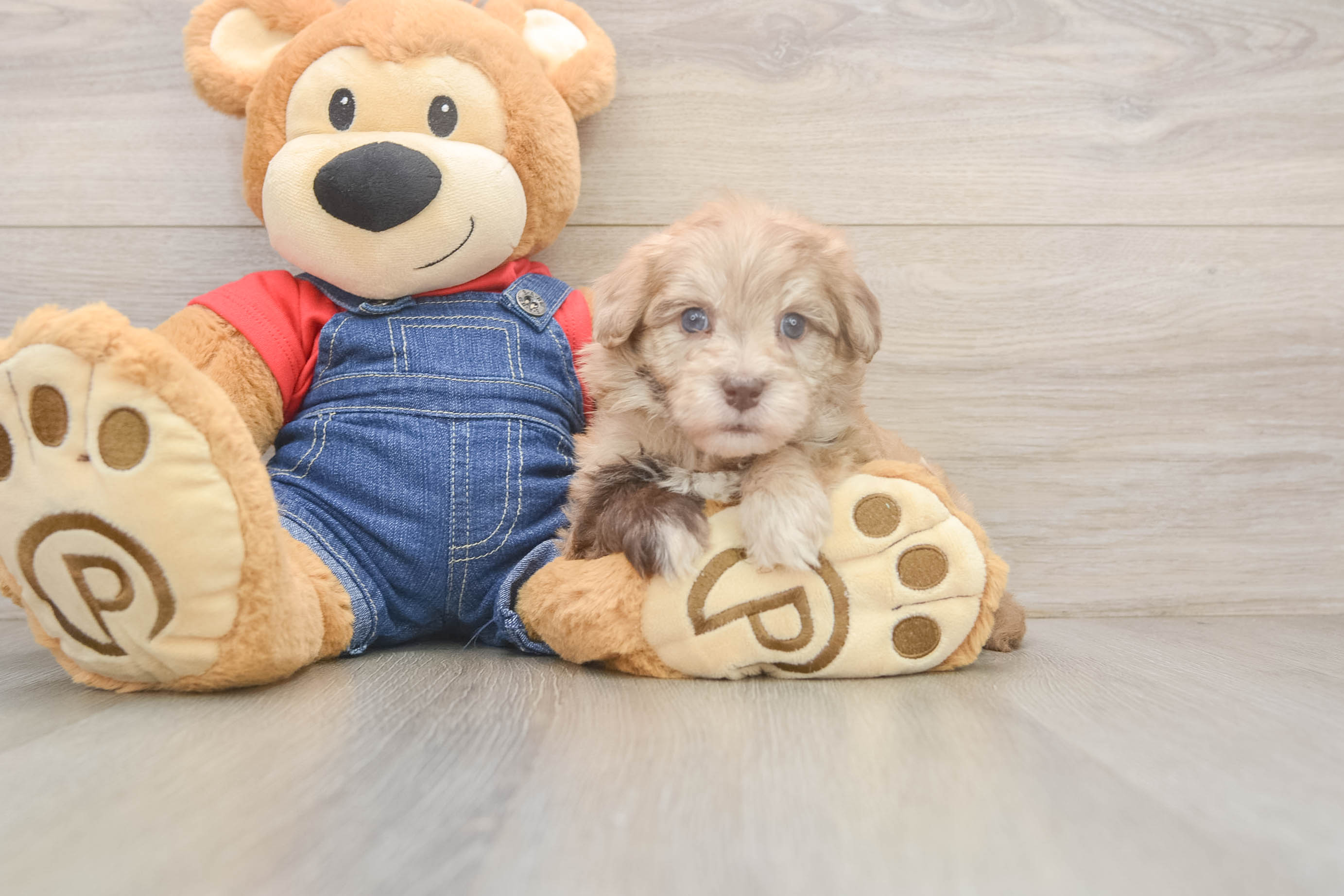 Havapoo Pup Being Cute