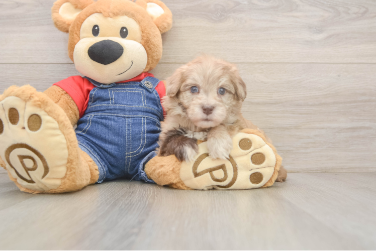 Havapoo Pup Being Cute