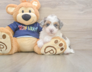 7 week old Havapoo Puppy For Sale - Puppy Love PR