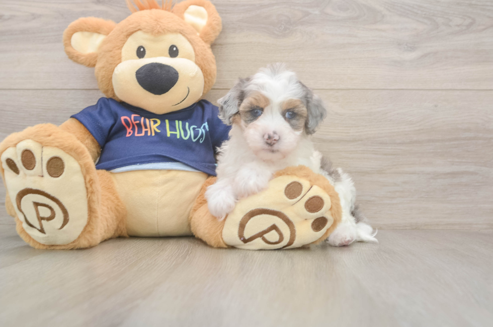 5 week old Havapoo Puppy For Sale - Puppy Love PR