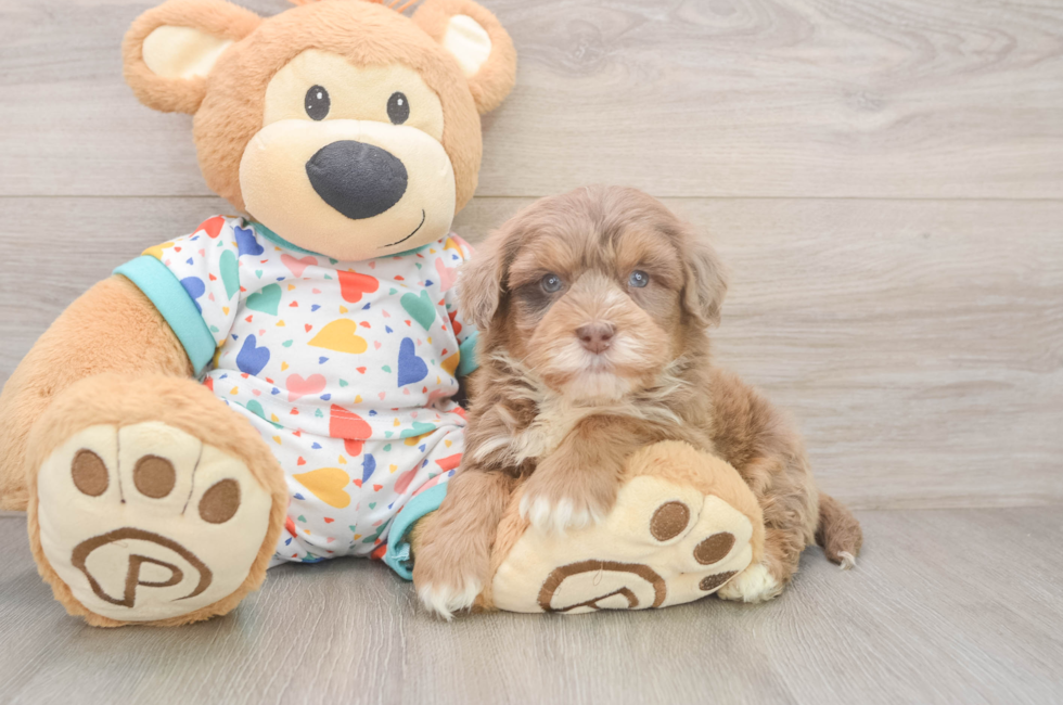 5 week old Havapoo Puppy For Sale - Puppy Love PR