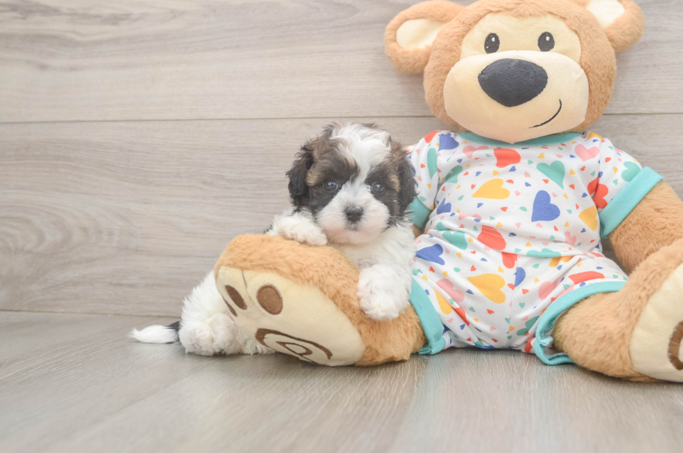 5 week old Havapoo Puppy For Sale - Puppy Love PR
