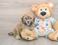 8 week old Havapoo Puppy For Sale - Puppy Love PR