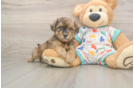 Havapoo Puppy for Adoption