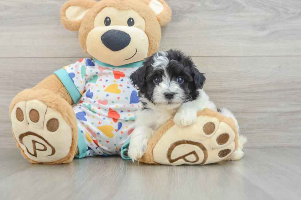 5 week old Havapoo Puppy For Sale - Puppy Love PR