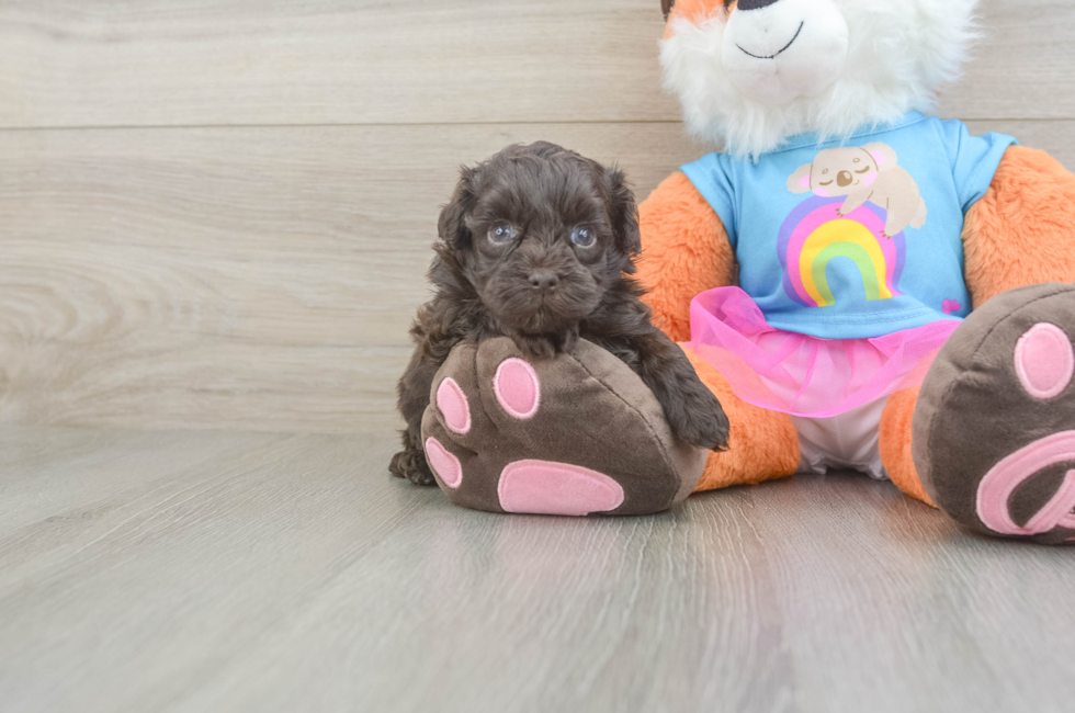 5 week old Havapoo Puppy For Sale - Puppy Love PR