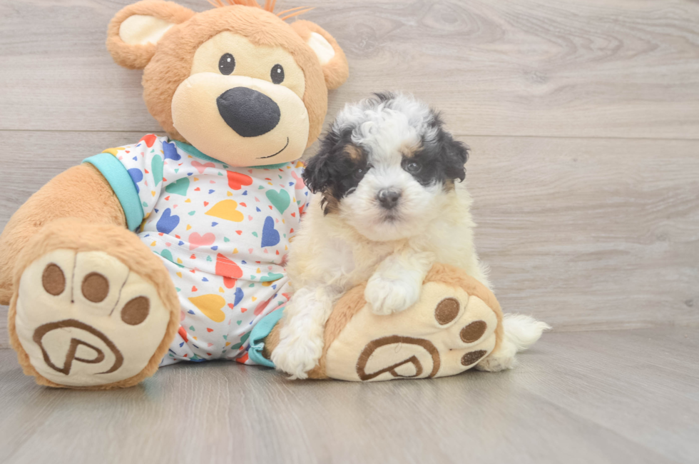 5 week old Havapoo Puppy For Sale - Puppy Love PR