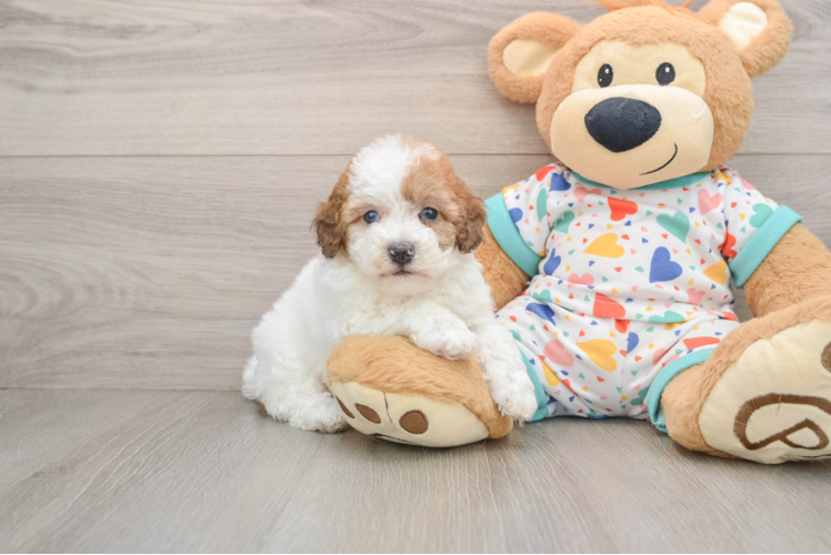 Playful Havadoodle Poodle Mix Puppy