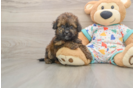 Petite Havapoo Poodle Mix Pup