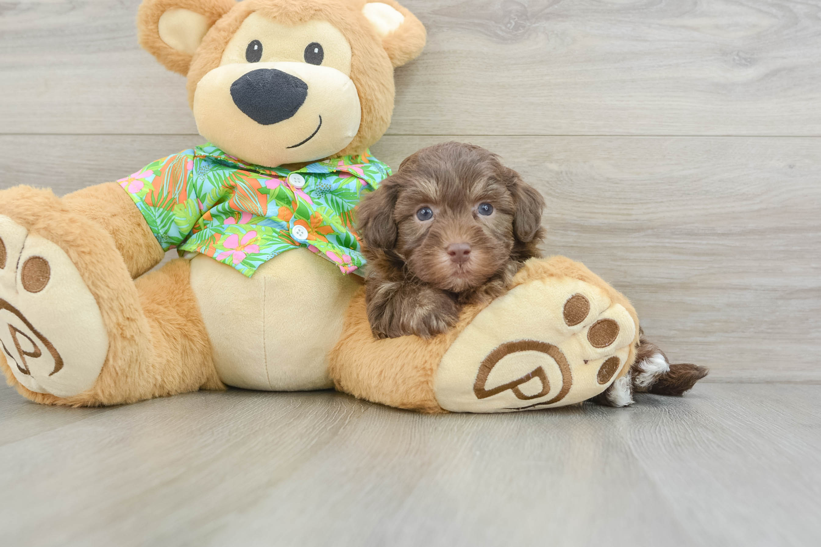 Little Havadoodle Poodle Mix Puppy