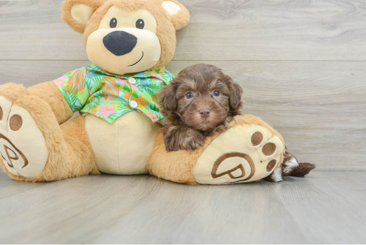 Little Havadoodle Poodle Mix Puppy