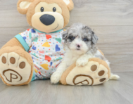 8 week old Havapoo Puppy For Sale - Puppy Love PR