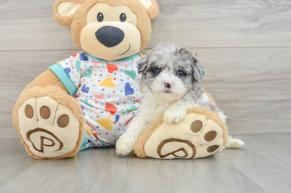 5 week old Havapoo Puppy For Sale - Puppy Love PR