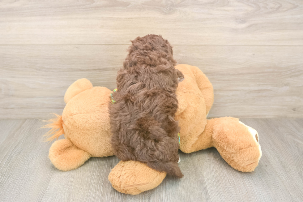 Funny Havapoo Poodle Mix Pup