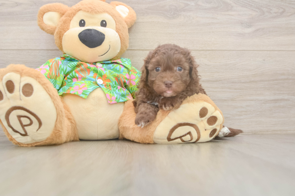 5 week old Havapoo Puppy For Sale - Puppy Love PR