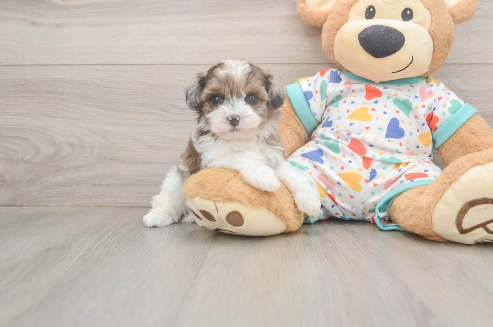 5 week old Havapoo Puppy For Sale - Puppy Love PR