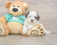 8 week old Havapoo Puppy For Sale - Puppy Love PR