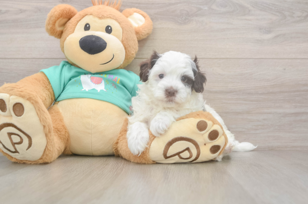 5 week old Havapoo Puppy For Sale - Puppy Love PR