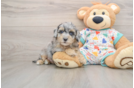 Best Havapoo Baby