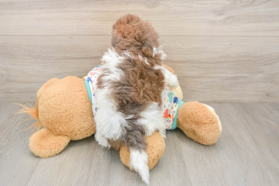 Havapoo Pup Being Cute