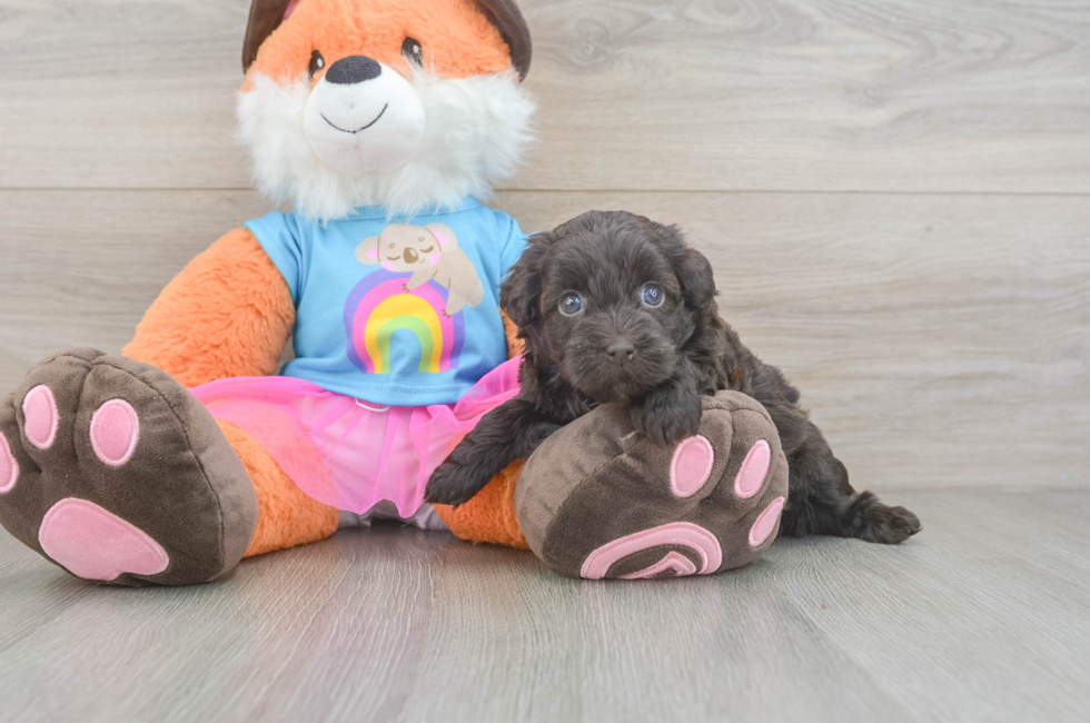 5 week old Havapoo Puppy For Sale - Puppy Love PR