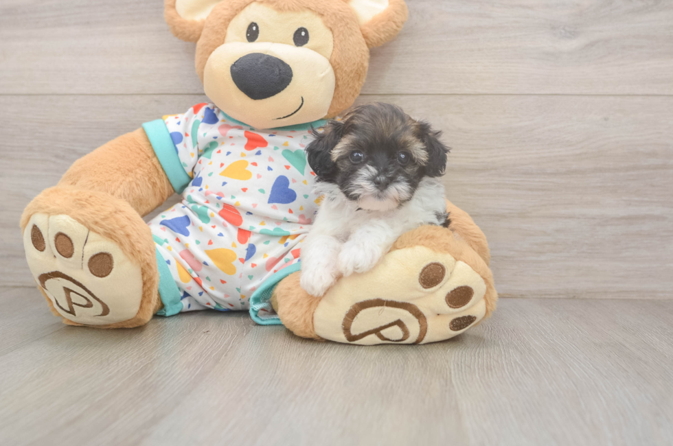 5 week old Havapoo Puppy For Sale - Puppy Love PR