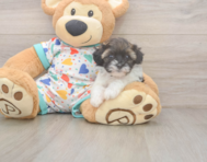 7 week old Havapoo Puppy For Sale - Puppy Love PR 7 week old Havapoo Puppy For Sale - Puppy Love PR
