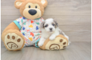 Havapoo Puppy for Adoption