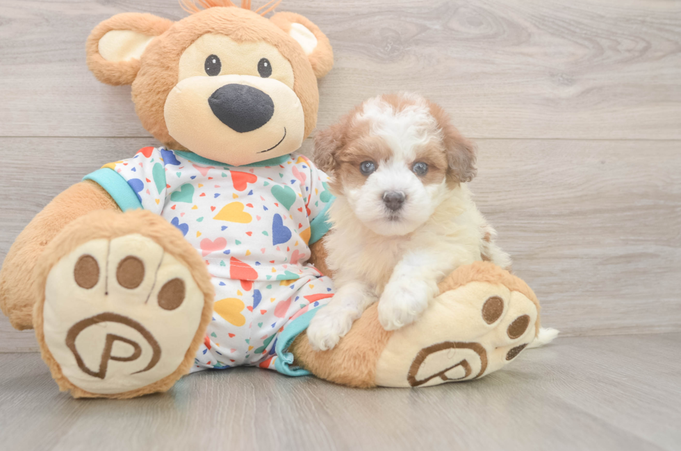 5 week old Havapoo Puppy For Sale - Puppy Love PR