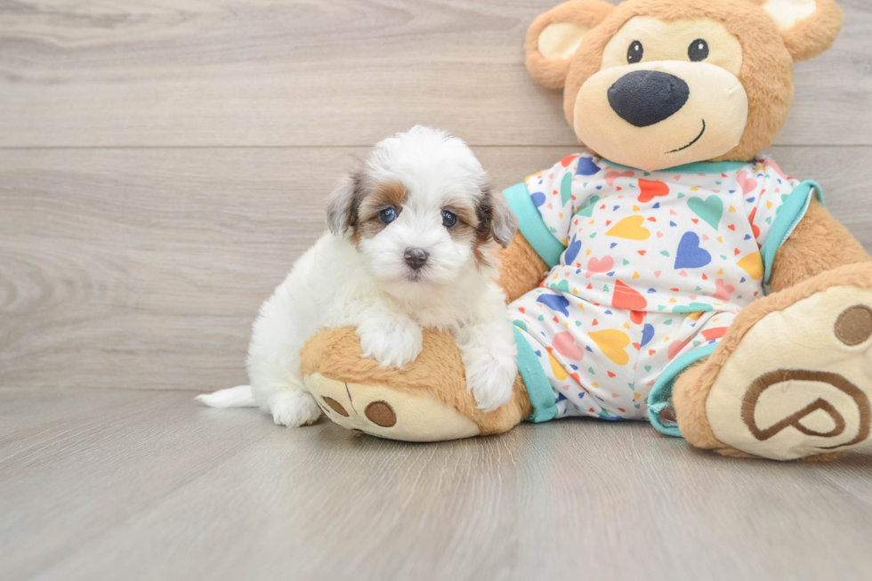 Havapoo Puppy for Adoption
