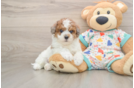 Popular Havapoo Poodle Mix Pup