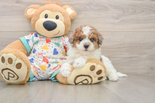 Smart Havapoo Poodle Mix Pup