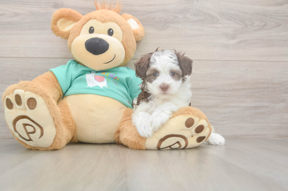 5 week old Havapoo Puppy For Sale - Puppy Love PR