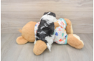 Funny Havapoo Poodle Mix Pup