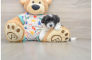 Havapoo Pup Being Cute