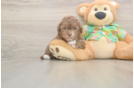 Havapoo Puppy for Adoption