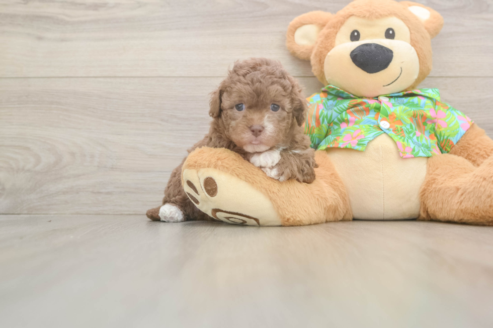 Havapoo Puppy for Adoption