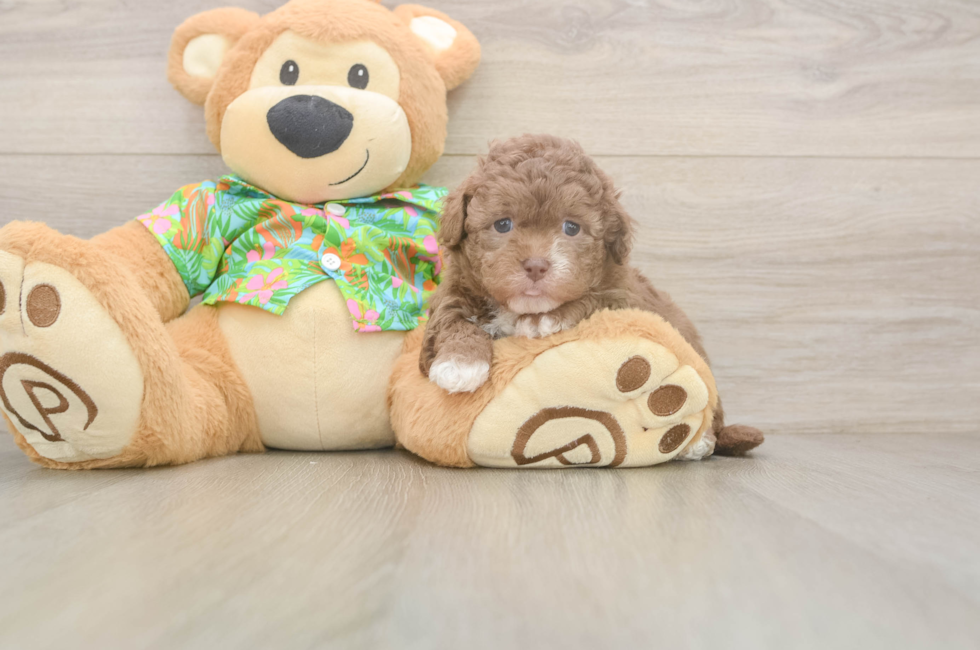 5 week old Havapoo Puppy For Sale - Puppy Love PR