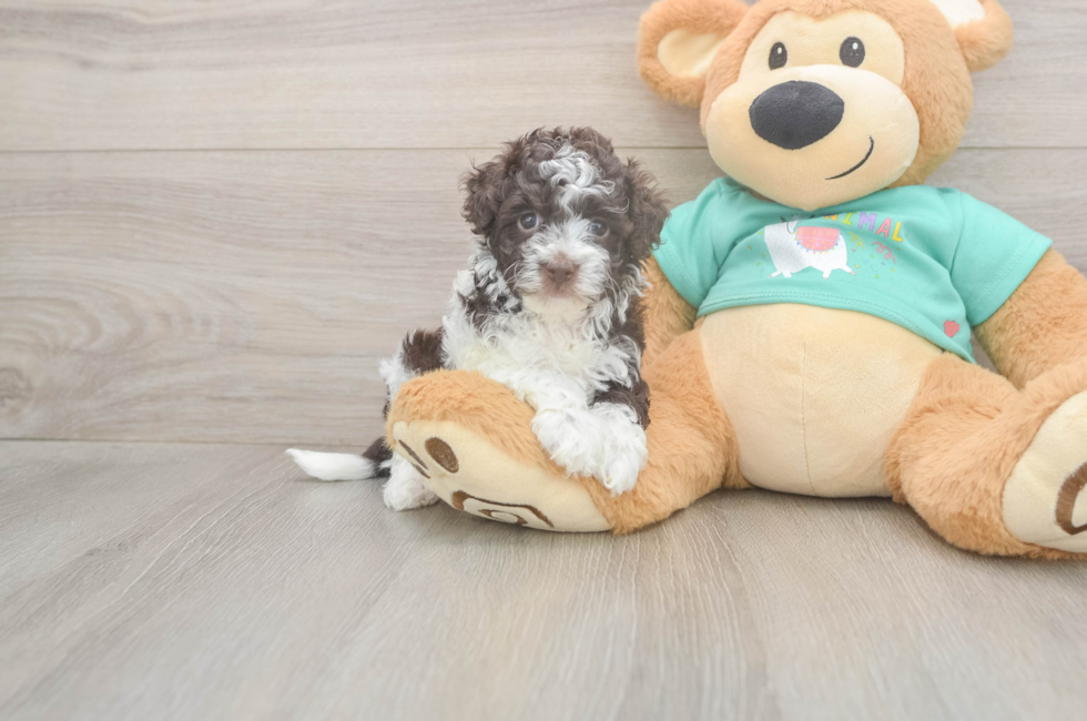 5 week old Havapoo Puppy For Sale - Puppy Love PR
