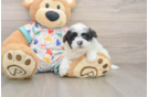 Small Havapoo Baby