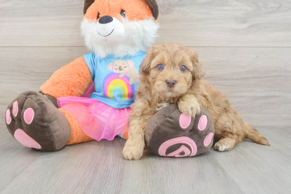 Cute Havapoo Baby